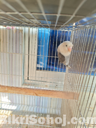 Mauve opaline Lovebird